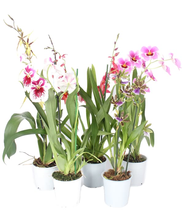 Orchidee Duftmix Orchidee Duftmix 300259800000 Bild Nr. 1