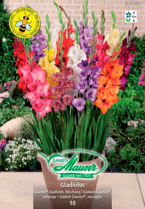 Image of Samen Mauser Gladiolus Glamini® Mix Blumenzwiebeln