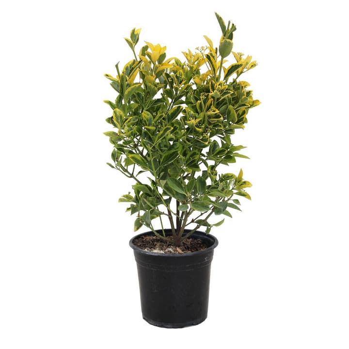 Image of Spindelstrauch Euonymus Aureomarginatus 5l Ziergehölz bei Do it + Garden von Migros