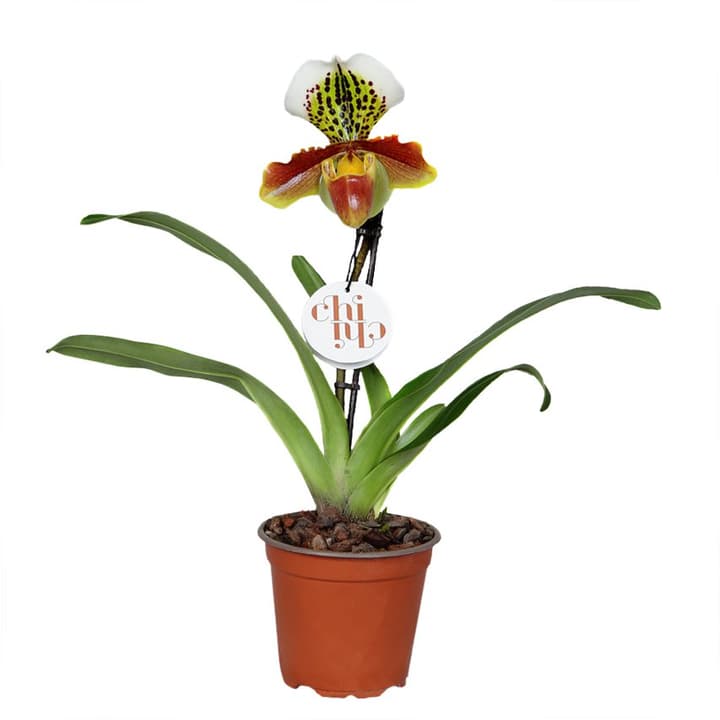Paphiopedilum 12cm Paphiopedilum 12cm 300199500000 Bild Nr. 1