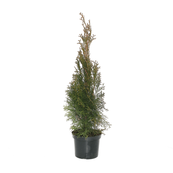 Image of Lebensbaum Thuja Smaragd Ø19cm Heckenpflanze bei Do it + Garden von Migros