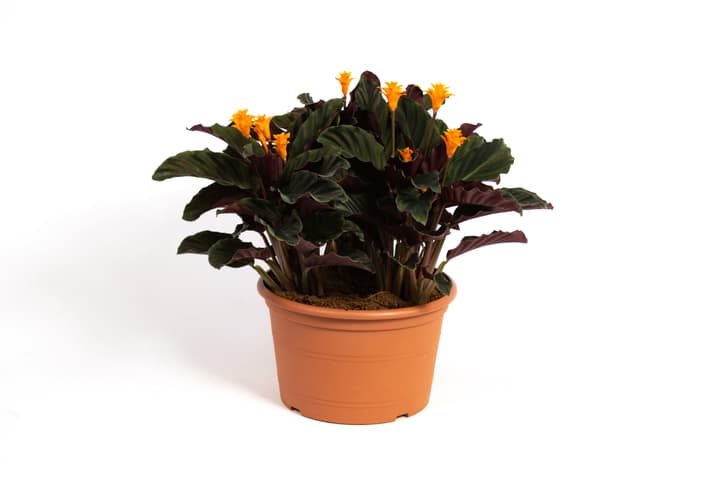 Image of Korbmarante Calathea Crocata Tasmania Ø24cm Blühpflanze bei Do it + Garden von Migros