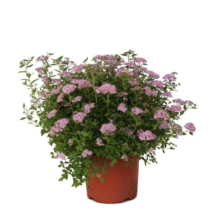 Image of Spierstrauch Little Princess 3.5l Ziergehölz