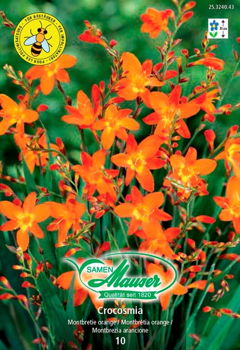 Image of Samen Mauser Montbretie orange Blumenzwiebeln