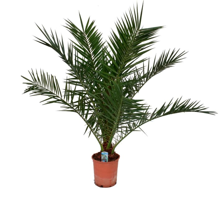 Image of Dattelpalme Phoenix Canariensis Ø24cm Palme bei Do it + Garden von Migros