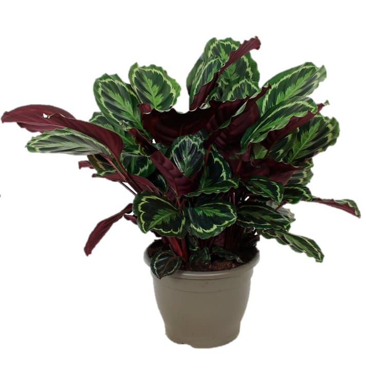 Image of Calathea medallion 32cm Blattschmuckpflanze