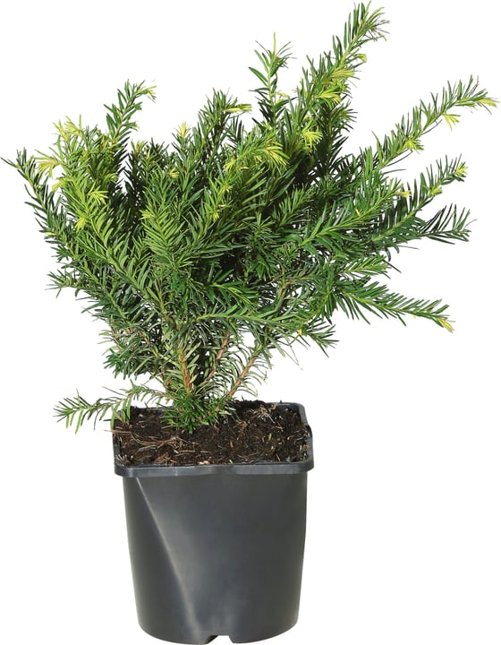Taxus baccata Repandens 17cm Taxus baccata Repandens 17cm 306095000000 Bild Nr. 1