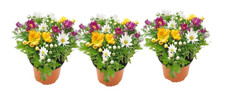 Image of Chrysantheme Chrysanthemum multiflora (6er Set) Ø12cm Herbstblume bei Do it + Garden von Migros