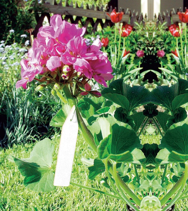 Image of Windhager Bindeetiketten Pflanzenbeschriftung bei Do it + Garden von Migros