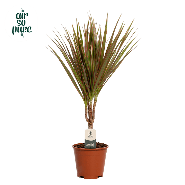 Image of Dracaena marginata Bicolor T14 ASP 8er Set Grünpflanze