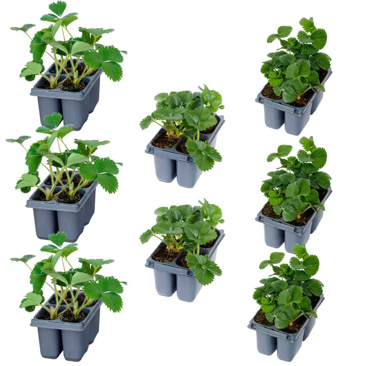 Image of Erdbeeren Mix Fragaria (24er Set) 17x11cm Beerenobst