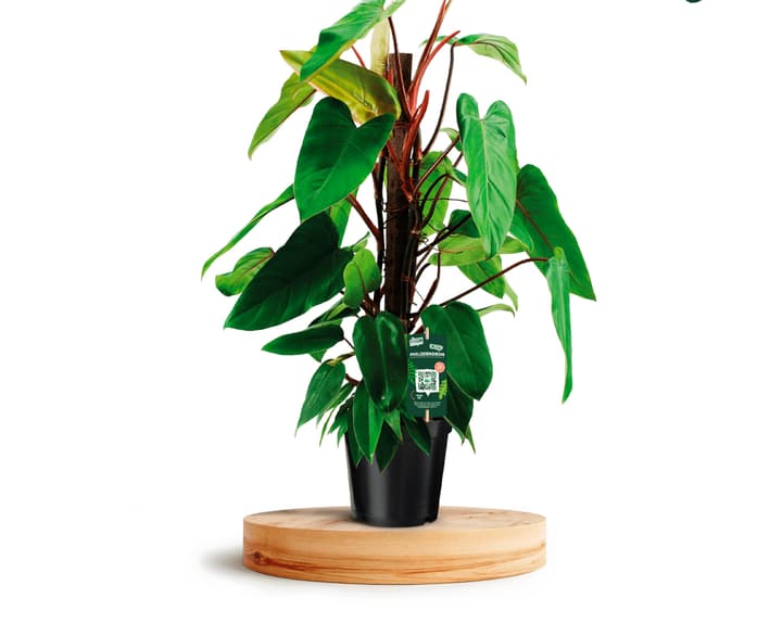 Image of Philodendron Red Emerald 2er Set Ø19cm Blattschmuckpflanze