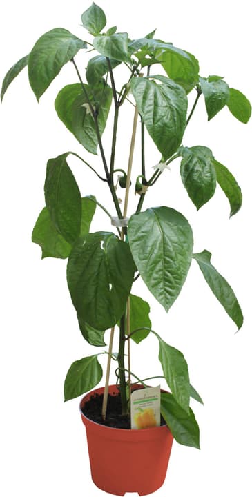 BIO Paprika gross 18cm BIO Paprika gross 18cm 307089500000 Bild Nr. 1