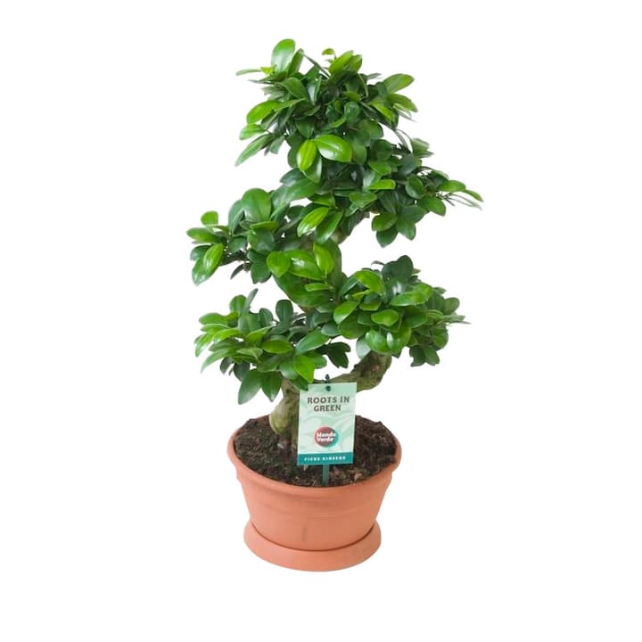 Image of Bonsai Ficus Ginseng bei Do it + Garden von Migros