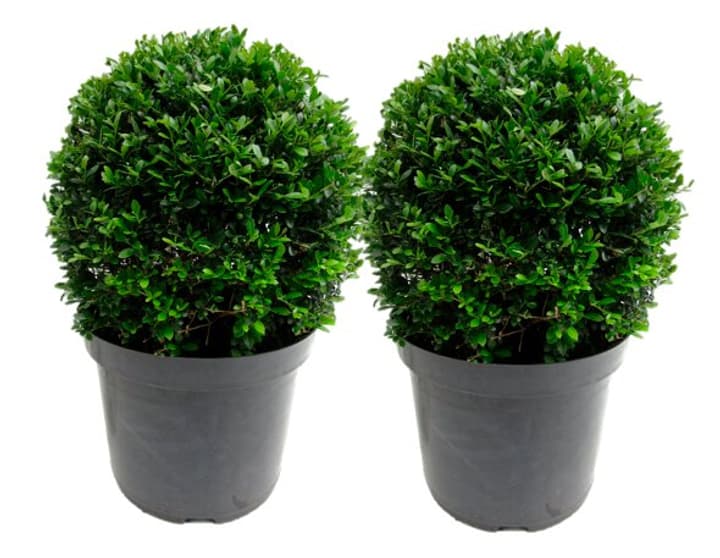 Image of Stechpalme Ilex crenata Kugel (2er Set) Ø20cm Ziergehölz bei Do it + Garden von Migros