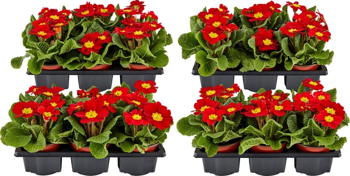 Primula rosso (set da 24) Ø9cm