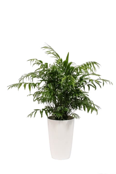 Image of Bergpalme Chamaedorea Elegans im Übertopf Ø29cm Palme