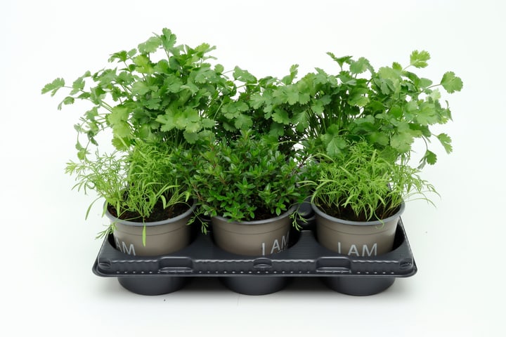 Image of Bio Kräuter Mix (6er Set) im Cup Ø13cm Kräuterpflanze
