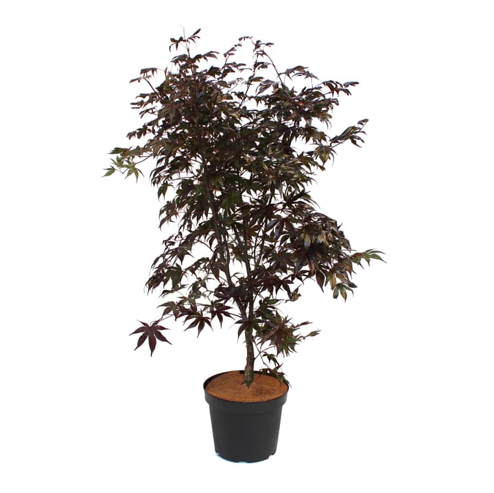 Image of Japanischer Ahorn Acer Bloodgood 7l Ziergehölz bei Do it + Garden von Migros