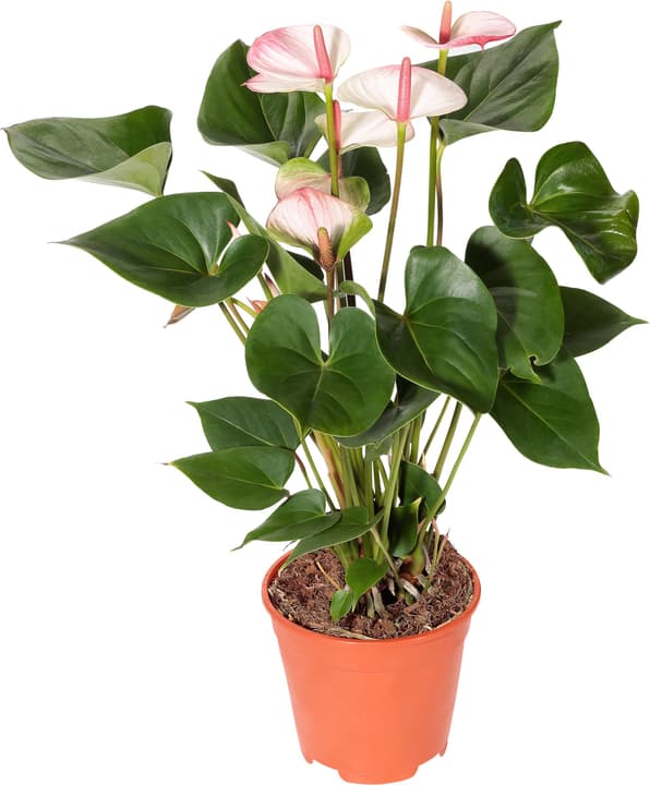 Anthurium Sondersorten 14cm Anthurium Sondersorten 14cm 300212000000 Bild Nr. 1
