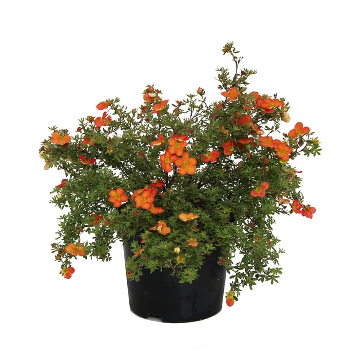 Image of Fingerstrauch Potentilla Red Robin 3.5l Ziergehölz bei Do it + Garden von Migros