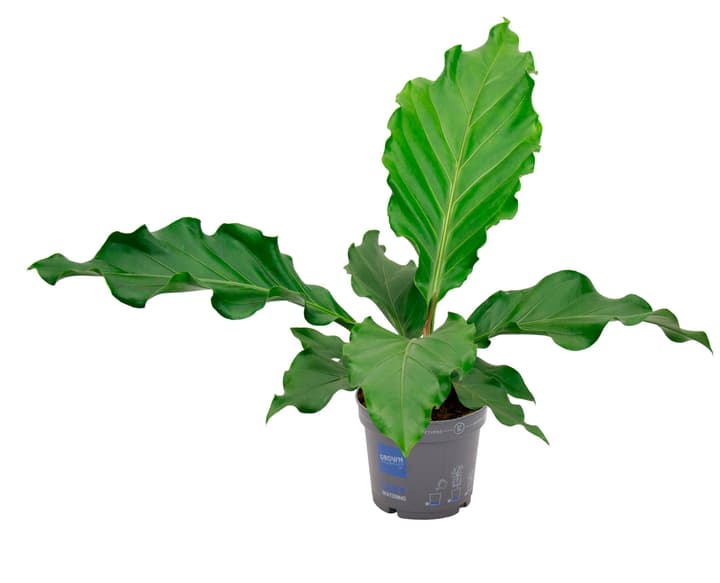 Image of Anthurium Urban Jungle Bush 4er Set Ø17cm Blattschmuckpflanze