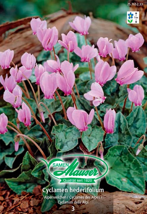 Image of Samen Mauser Cyclamen hederifolium Blumenzwiebeln