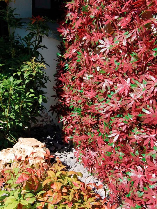 Image of TENAX DIVY 3D X-TENS RED ACERSynthetische Hecke mit Blättern aus Rotahorn Sichtschutzmatte bei Do it + Garden von Migros