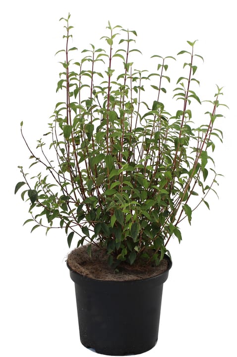 Image of Pfeifenstrauch Philadelphus Silberregen 5l Ziergehölz