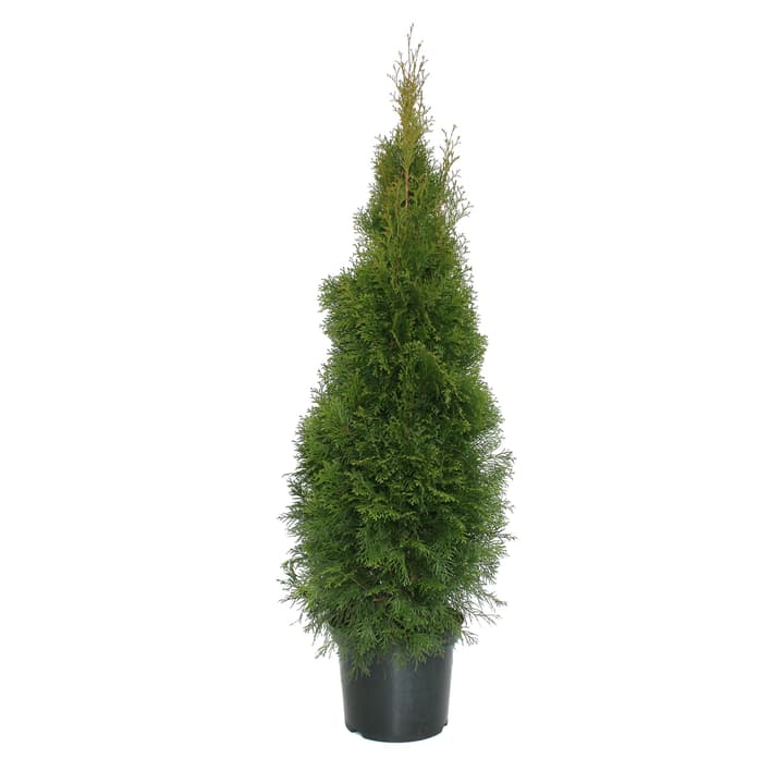 Image of Lebensbaum Thuja Smaragd Ø30cm Heckenpflanze