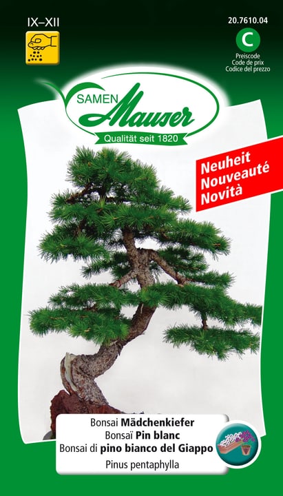 Image of Samen Mauser Bonsai Mädchenkiefer Blumensamen