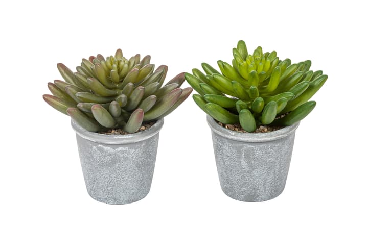 Image of Aeonium Kunstpflanze
