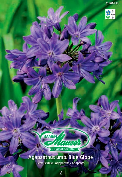 Image of Samen Mauser Agapanthus umbellatus Blue Globe Blumenzwiebeln