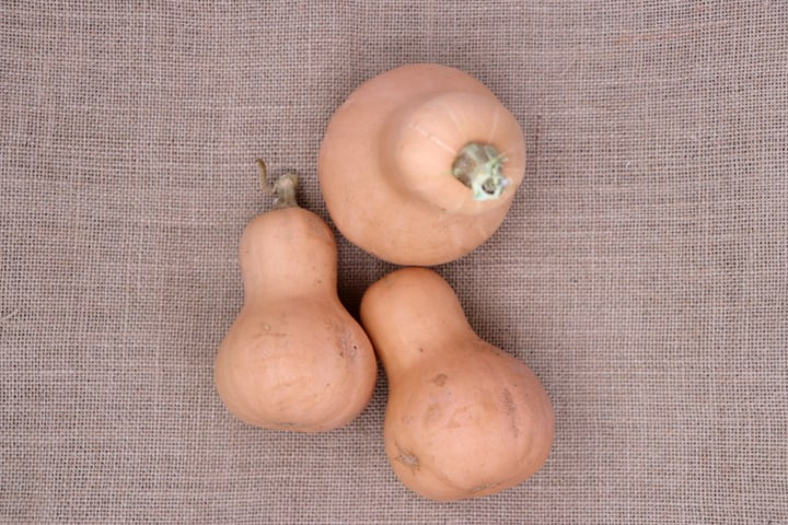 Image of Living Seeds Kürbis Butternut Waltham Gemüsesamen