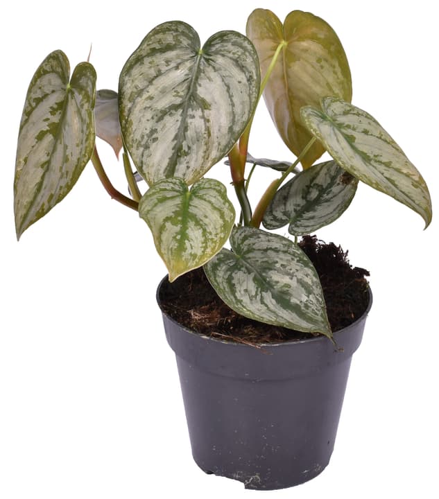 Image of Philodendron brandtianum (6er Set) Ø12 Grünpflanze