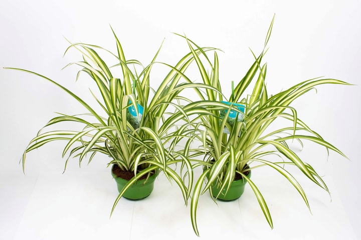 Image of Grünlilie Chlorophytum Ampel (4er Set) Ø14cm Grünpflanze