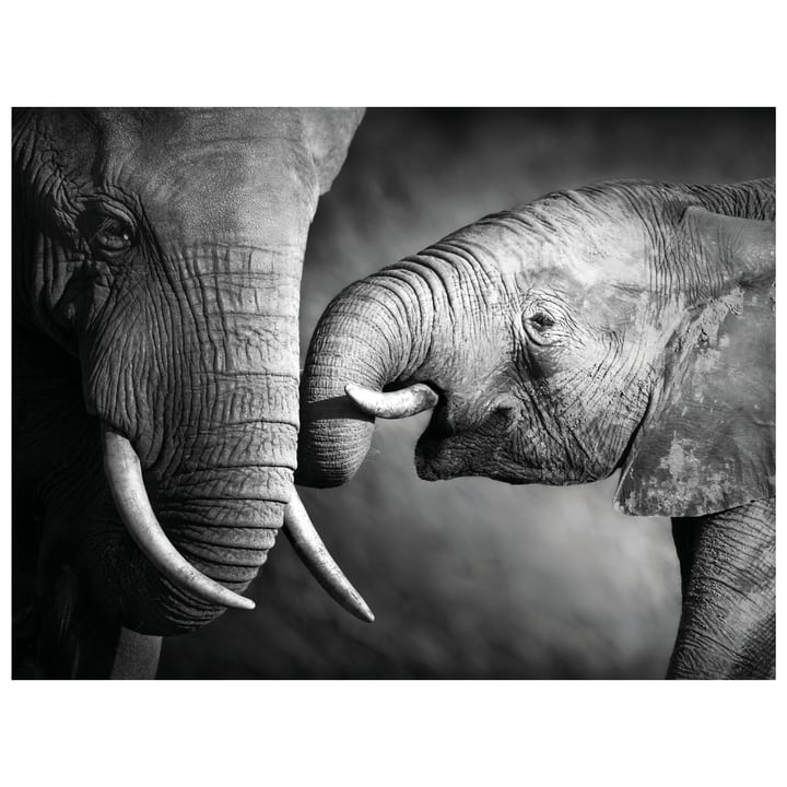 BLACK & WHITE Poster BLACK & WHITE Poster 431817430451 Grösse B: 40.0 cm x T: 0.1 cm x H: 30.0 cm Bild Nr. 1