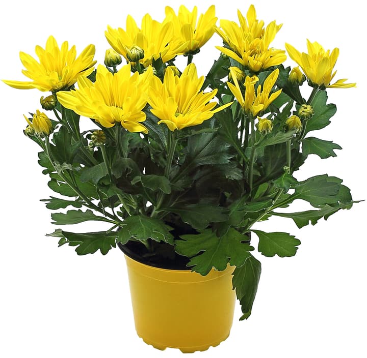 Chrysanthemen Indicum Ton in Ton Chrysanthemen Indicum Ton in Ton 302122900000 Bild Nr. 1