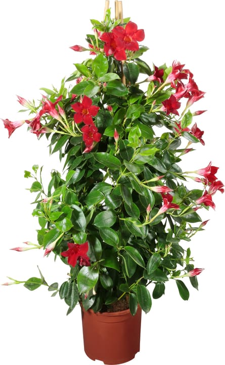 Dipladenia Pyramide Dipladenia Pyramide 304014200000 Bild Nr. 1