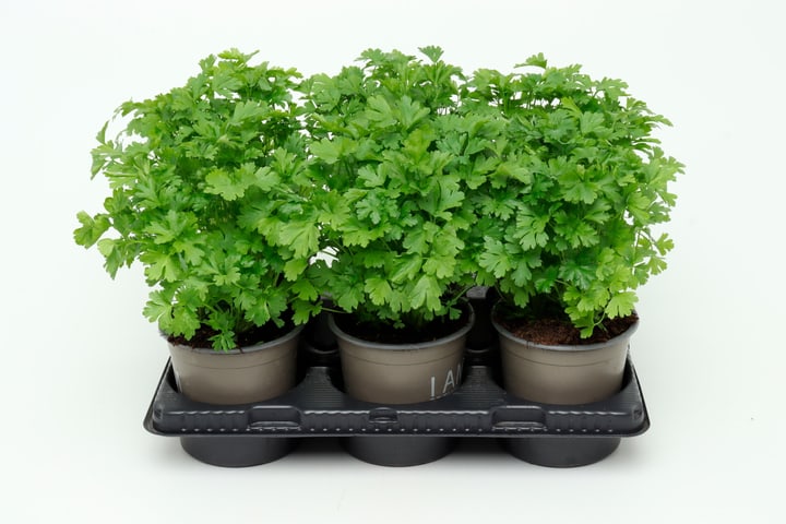 Bio Petersilie glatt Petroselinum crispum (6er Set) im Cup Ø13cm Kräuterpflanze