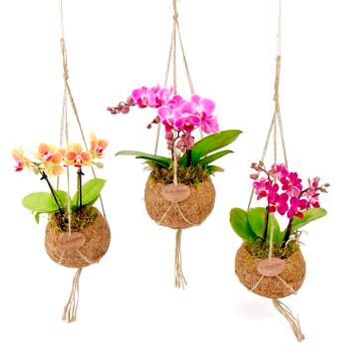 Image of Kokodama Orchidee Phalaenopsis (6er Set) Ø12cm