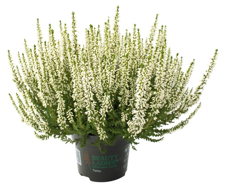 Callune blanche, 10 cm Callune blanche, 10 cm 302076101000 Photo no. 1