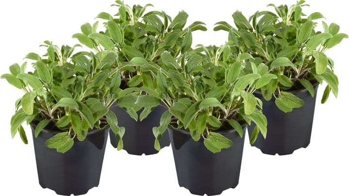 Image of Salbei Salvia Officinalis (4er Set) Ø18cm Kräuterpflanze