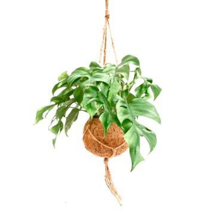 Image of Kokodama Monstera Minima (3er Set) Ø17cm Grünpflanze