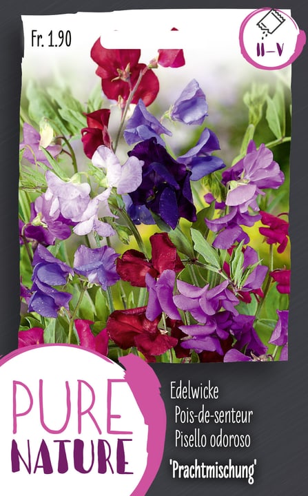 Image of Edelwicke, Mischung 5g Blumensamen bei Do it + Garden von Migros