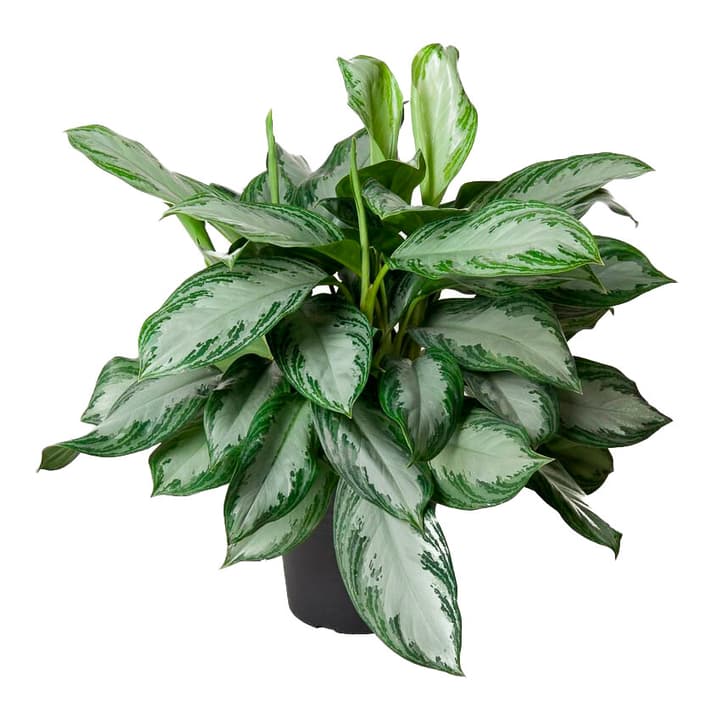 Image of Kolbenfaden Aglaonema Silver Bay Ø24cm Blattschmuckpflanze