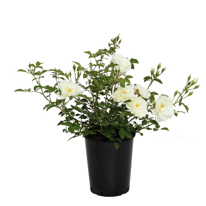 Image of Bodendeckerrose Schneeflocke 3.5l Rose bei Do it + Garden von Migros