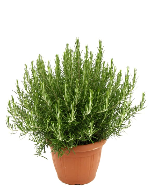 Image of Rosmarin Rosmarinus Officinales Ø35cm Kräuterpflanze