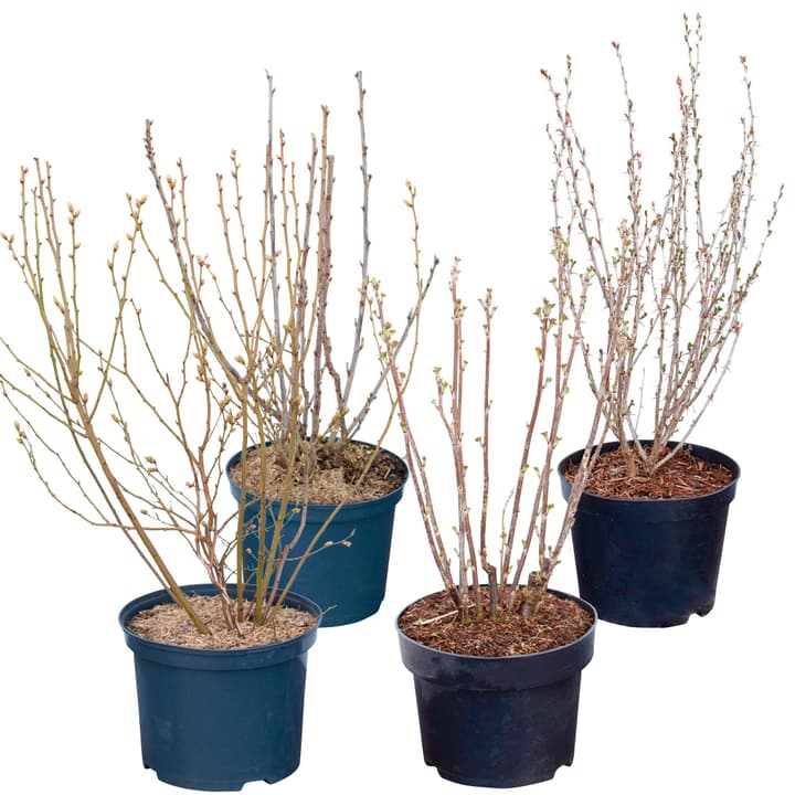 Image of Beeren Mix (4er Set) 5l Beerenobst