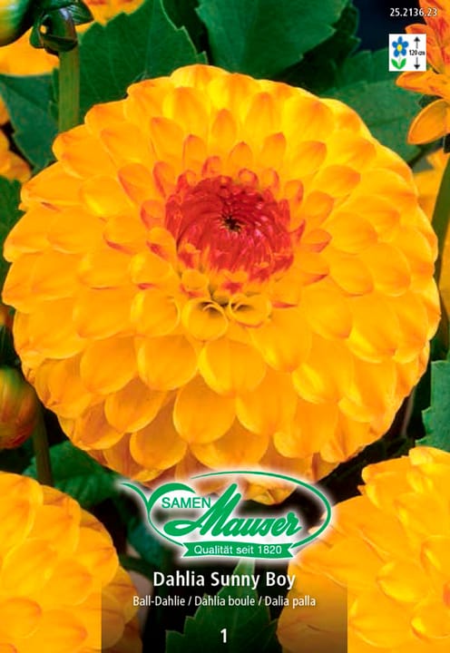Image of Samen Mauser Ball-Dahlie Sunny Boy Blumenzwiebeln